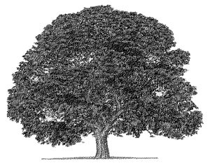 wood tree konisa studio black walnut