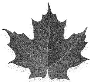 leaves leaf konisa studio eastern maple leaf