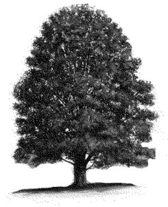 wood tree konisa studio eastern maple