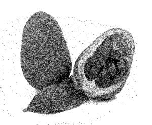 seed pod konisa studio honduran mahogany