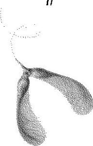 seed pod konisa studio eastern maple