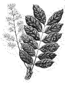 leaves leaf konisa studio sapele