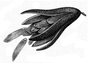 seed pod konisa studio sapele