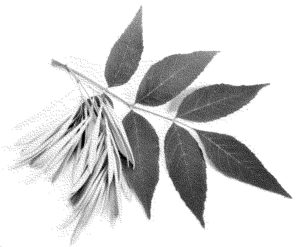 leaf leaves konisa studio white ash