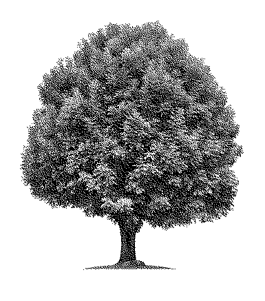 wood tree konisa studio white ash