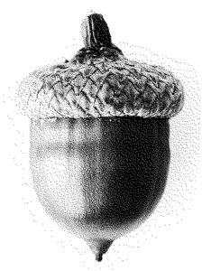 seed pod konisa studio acorn oak