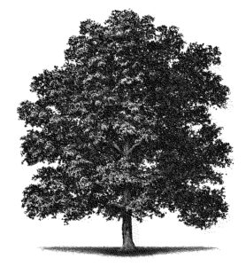 wood tree konisa studio white oak