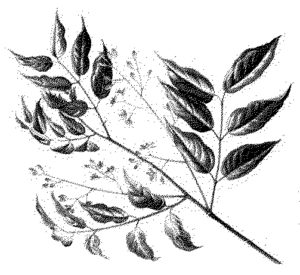 leaves leaf konisa studio honduran mahogany