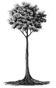 wood tree konisa studio honduran mahogany