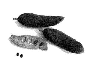 konisa studio wood grain pattern santos rosewood seed pods