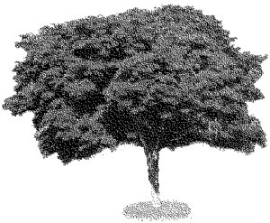 konisa studio wood grain pattern santos rosewood tree