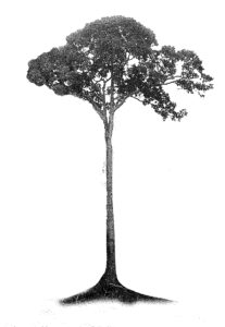 wood tree konisa studio honduran sapele