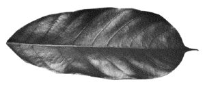 leaf konisa studio wenge