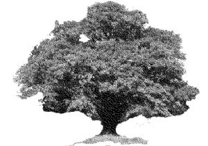 tree konisa studio wenge