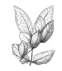 leaves leaf konisa studio zebrawood zebrano