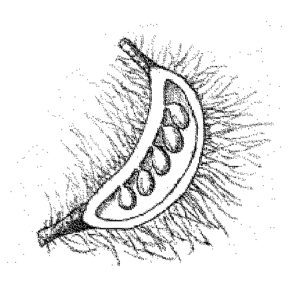 seed konisa studio zebrawood zebrano