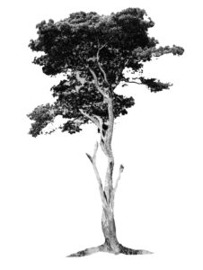 tree konisa studio zebrawood zebrano